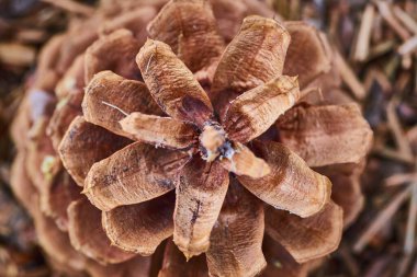 Oregon 'daki Smith Rock State Parkı' nda yaşlı bir kozalağın karmaşık dokuları. Topraksı renkler ve detaylı geometri doğayı, çevresel temalar ve dekorlar için mükemmel olan sanatçılığı kutluyor..