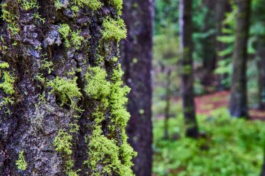 Oregon, Deschutes Ulusal Ormanı 'ndaki yosun kaplı ağaç gövdesine yakın çekim. Huzurlu güzelliği ve orman hayatının karmaşık dokusunu yakalıyor. Doğa, sükunet ve ekosistem projeleri için ideal..