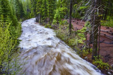 Fast-flowing river cuts through the lush evergreen forests of Deschutes National Forest, Oregon. Tumalo Falls adds to the dynamic scene, highlighting the raw power and beauty of nature. Perfect for clipart