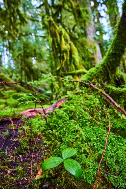 Serene orman zemininde yemyeşil yosunlar ve Oregon 'daki McKenzie Nehri, Koosah Şelaleleri' nin yosun kaplı ağaçlarına kurulmuş küçük bir bitki var. Bu sükunette dokunulmamış güzellikleri keşfedin.