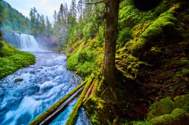 Güçlü Koosah Şelalesi 'ni çevreleyen bereketli ılıman yağmur ormanları Oregon' daki huzurlu McKenzie Nehri 'ne dökülüyor. Canlı yeşiller ve sisli atmosfer nefes kesici bir doğa manzarası yaratır.