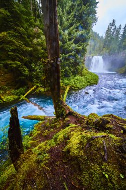 Yeşillik ve Oregon 'daki McKenzie Nehri' ndeki Koosah Şelalesi 'nde görkemli bir şelale. Doğa severler için mükemmel bir sahne, el değmemiş ormanların huzur veren güzelliğini yakalamak ve şelale gibi güçlü bir telaş.