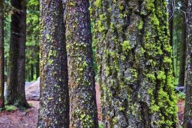 Oregon Deschutes Ulusal Ormanı 'ndaki Tumalo Şelalesi' nin sakin manzarası. Yosun kaplı ağaç gövdeleri, koyu renk kabuklarına karşı canlı bir tezat yaratır. Bu gür, barışçıl güzelliğe dalan izleyiciler.