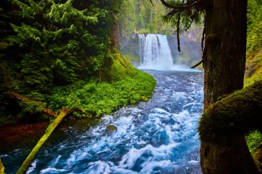 Oregon 'daki gür, yosun kaplı ağaçlarla çevrili canlı McKenzie Nehri' ne dökülen Koosah Şelalesi 'nin dingin güzelliğini keşfedin. Seyahat, koruma ve açık hava için mükemmel.