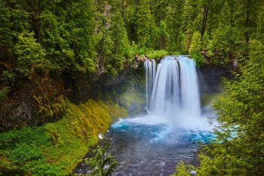 Oregon 'daki McKenzie Nehri' ndeki Koosah Şelalesi 'nde doğa güzelliğine dalmak. Bereketli yeşillik güçlü şelaleyi sarar, yolculuk, çevre ve refah için mükemmel huzurlu bir sığınak yaratır.