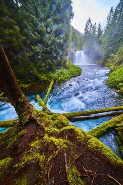 Oregon 'daki Koosah Şelalesi' nde yakalanan bu canlı fotoğrafta McKenzie Nehri 'ne dökülen güçlü bir şelale görülüyor. Her yer yemyeşil ağaçlarla çevrili. Dokunulmamış bir güzelliğin altını çiziyor.