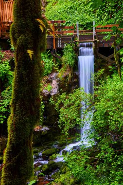 Washington 'daki Cedar Creek Grist Mill' de sakin bir orman manzarası. Etrafı yemyeşil, yosun kaplı taşlar ve canlı eğreltiotlarıyla çevrili, ahşap bir köprünün altında ipeksi bir şelale çağlıyor..