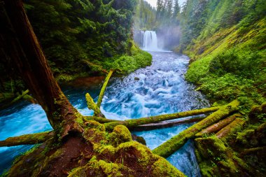 Oregon 'daki McKenzie Nehri' ne dökülen Koosah Şelalesi 'nin nefes kesici manzarası. Etrafı yemyeşil bir orman, yosun kaplı ağaçlar ve canlı mavi bir nehirle çevrili bu sakin sahne doğanın gücünü yakalar.