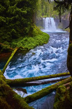 Oregon 'daki McKenzie Nehri' ndeki Koosah Şelalesi 'nin çiğ güzelliğini deneyin. Bu yemyeşil orman sahnesinde zengin yeşil yapraklar ve yosunlar tarafından çerçevelenmiş canlı bir nehre dökülen güçlü bir şelale sergileniyor.