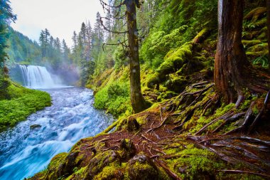 Oregon 'un McKenzie Nehri' ndeki güçlü şelalesi, yemyeşil yeşilliği ve yosun kaplı ağaç kökleriyle Koosah Şelalesi 'nin dingin güzelliğini deneyin. Seyahat için mükemmel, doğa koruma ve...