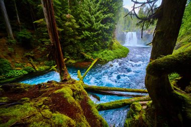 Oregon 'daki McKenzie Nehri ormanındaki Koosah Şelalesi' nin dingin güzelliğini görün. Şelale gibi su, canlı yosun ve el değmemiş vahşi doğa, doğal sakinliğe mükemmel bir kaçış sağlar..