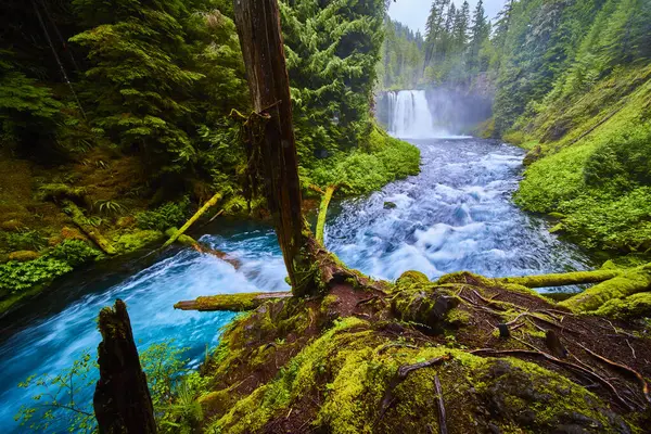 Oregon 'daki McKenzie Nehri' ndeki Koosah Şelalesi 'nin vahşi güzelliğini görün. Güçlü bir şelalenin, akan bir nehrin ve sık bir ormanın yer aldığı bu bereketli, canlı manzara seyahat etmek için mükemmeldir.