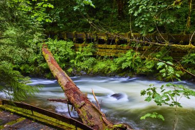 Washington 'daki Cedar Creek Grist Mill' de sakin bir sahne. Yosun kaplı bir kütük sütlü bir nehri eski, yosun yüklü bir yapıya bağlar. Yeşillik ve akan su huzuru ve...
