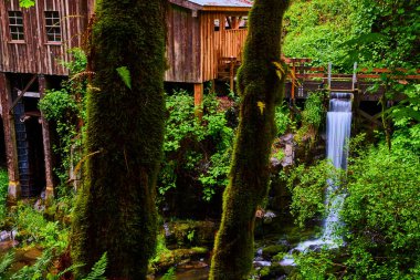 Washington 'daki Cedar Creek Değirmeni' nde kırsal cazibe ve doğal güzellik. Eski ahşap değirmen, yemyeşil ve dingin şelale seyahat ve koruma için mükemmel sakin bir orman manzarası yaratır.