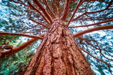 Muhteşem çam ağacı Oregon 'daki Smith Rock State Parkı' na doğru yükseliyor. Engebeli ağaç kabukları ve genişleyen dallar gücü ve doğal güzelliği sembolize eder. Büyüme, doğa ve diğer konular için mükemmeldir.