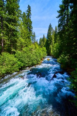 Idleyld Park, Oregon 'daki yemyeşil ormandan akan nehir. Parlak güneş ışığı altındaki temiz su ve yemyeşil ağaçlar Umpqua yakınlarındaki bu el değmemiş vahşi doğanın doğal canlılığını ve güzelliğini yansıtıyor.