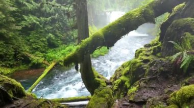 Oregon McKenzie Nehri 'ndeki Koosah Şelalesi' nin göz kamaştırıcı hava manzarası. Canlı yeşillik ve güçlü şelaleyle bembeyaz, yosun kaplı bir manzara. Huzurlu ve görkemli, çağrıştırmak için mükemmel.