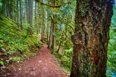 Explore the lush, moss-draped forest trail at Koosah Falls, McKenzie River, Oregon. Perfect for outdoor adventure, this serene path invites hikers to immerse in natures tranquility and beauty. clipart