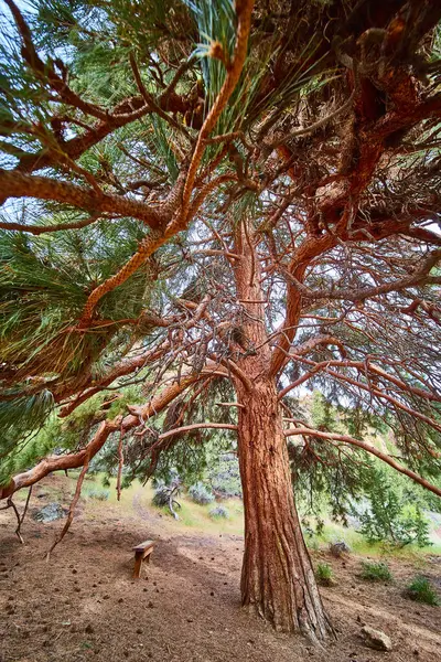 stock image Experience the tranquil beauty of Oregon Smith Rock State Park with this majestic pine tree. A serene forest setting, a solitary bench, and a natural landscape invite solitude and reflection.