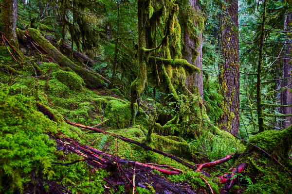 Сцена с пышными умеренными тропическими лесами в Кузах-Фоллс, Орегон. Высокие деревья, покрытые мхом, и зеленая лесная подстилка с разбросанными красными листьями. Перфект для любителей природы и отдыха на открытом воздухе