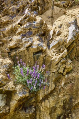 Dayanıklı mor çiçekler Oregon 'daki engebeli bir uçurumda çiçek açarak güzelliklerini ve güçlerini sergiliyor. Parlak öğle güneşi altında canlı çiçekler katmanlı tortul kaya dokularıyla tezat oluşturur..
