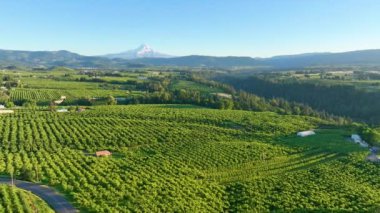 Havadan Uçma: Serene altın saati, arka planda muhteşem kar kaplı Hood Dağı kulesiyle, Oregon, Columbia Vadisi 'ndeki Hood Nehri' nin yemyeşil bahçelerini yakalar..