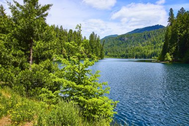 Clearwater, Oregon 'daki dingin göl, bereketli ormanlarla çevrili ve mavi gökyüzünün altında yuvarlanan tepeler. Seyahat, doğa inzivası ve çevresel koruma için mükemmel. Tecrübe