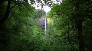 Laourell Falls 'un sakin güzelliğini, yemyeşil ve uzun ağaçlarla çevrili yosun kaplı bir kaya yüzeyinde Corbett, Oregon yakınlarındaki Columbia Vadisi' nde hissedin..
