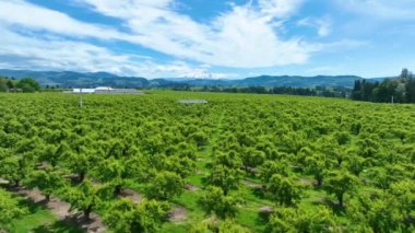 Oregons Mount Hood Ulusal Ormanı 'ndaki açık mavi gökyüzünün altında geniş sıra yemyeşil meyve bahçeleri uzanıyor. Karla kaplı Hood Dağı arka planda görkemli bir şekilde yükselir,