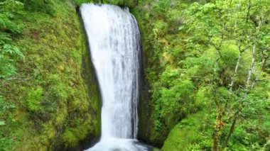 Oregonlar 'daki Gelinlik Şelalesi' nin geriye doğru uçuşu. Columbia Vadisi Suyu, yemyeşil yosunlarla çevrili yosunlu uçurumlardan aşağı dökülüyor. Huzurun ve doğanın özünü yakalıyor.