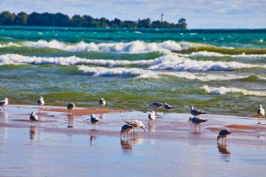 Martılar gün doğumunda Racines Gölü 'nün Michigan kıyılarında toplanırlar. Dalgalar geliyor, uzak bir deniz feneri yüksekte duruyor, sakin bir sahil sahnesi yaratıyor doğa ve seyahat için mükemmel