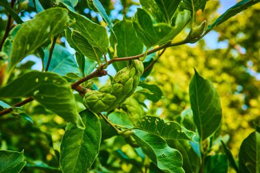 Canlı yeşil yaprakları ve Notre Dame Üniversitesi 'nin Tanrı Avlusu' nda uzatılmış meyve kabuğu olan bir dalın yakın çekimi. Parlak doğal ışık, bu bereketli, sakin ormanın tazeliğini ve güzelliğini arttırır.