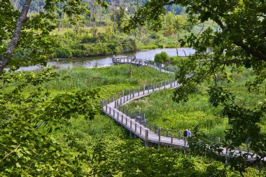 Serene boardwalk at Galien River County Park, Michigan, winding through lush wetlands. Perfect for peaceful strolls and nature observation. Dense greenery and calm river create a tranquil outdoor clipart