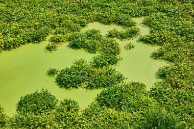 Michigan 'daki Galien River County Parkı' nın sakin sularını yemyeşil su bitkileri kaplıyor. Büyüyen bir sulak arazi ekosisteminin bu canlı hava görüntüsü doğanın çiçek açtığını gösteriyor. Tam oldu.