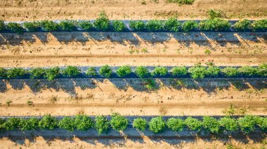 Fort Wayne, Indiana 'da iyi organize edilmiş bir domates çiftliğinin havadan görünüşü, altın saat sırasında ele geçirildi. Güneşli gökyüzü altında düzgünce sıralanmış gelişen ekinler sürdürülebilir tarım ve kırsal bölgeleri vurguluyor
