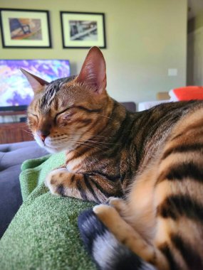 Bengal kedisi, Indiana 'daki Fort Wayne' de yeşil bir battaniyenin üzerinde huzur içinde dinleniyor. Yumuşak ışık, kedilerin güzel kürkünü çerçevelenmiş resimler olarak ön plana çıkarır ve yumuşak bir ışık, sıcak, rahatlatıcı bir televizyon yaratır.