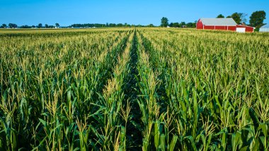 Expansive cornfield under a clear blue sky with a red barn in Fort Wayne, Indiana. Rows of lush corn plants stretch into the distance, showcasing the serene and productive rural farm landscape. clipart