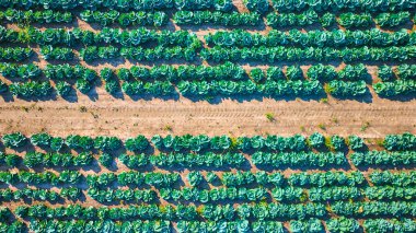 Fort Wayne, Indiana 'da yemyeşil bir lahana tarlasının havadan görünüşü. Canlı yeşil ekinler ve zengin kahverengi toprak, sürdürülebilir tarım için mükemmel, pitoresk ve verimli bir tarım manzarası oluşturur.