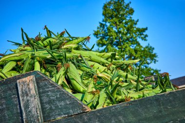 Kırsal cazibe, bu canlı biçilmiş mısırın yıpranmış ahşap bir sepetteki canlı görüntüsüyle tarımsal ödülle buluşuyor. Fort Wayne, Indiana 'da güneşli bir günde yakalanan film kırsal kesimin özünü gözler önüne seriyor.