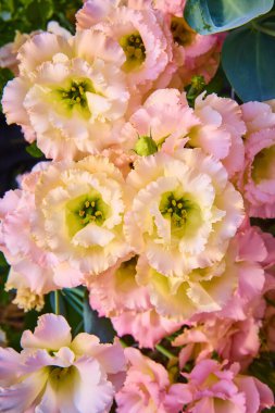 Renkli pastel renkli canlı Lisianthus çiçekleri, yemyeşil yeşilliklerle çerçevelenmiş Fort Wayne, Indiana bahçesinde çiçek açar. Bu görüntü, yerel çiftliğin doğal güzelliğini ve sükunetini tam olarak yansıtıyor.