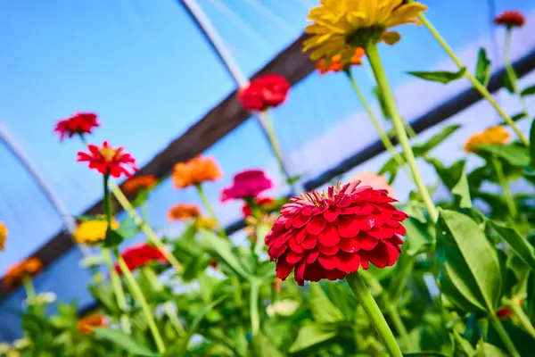 stock image Vibrant zinnias in full bloom inside a Fort Wayne greenhouse, showcasing the beauty of local horticulture. Bright red, yellow, orange, and pink petals create a lively, cheerful atmosphere perfect for