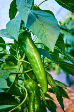 Fort Wayne, Indiana 'da yemyeşil bir çiftlikte yetişen taze yeşil biberin yakın çekimi. Yerel organik ürünleri ve sağlıklı beslenmeyi teşvik etmek için mükemmel. Bahçıvanlık ve tarım için ideal.