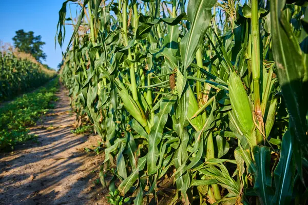 stock image Golden hour illuminates a lush cornfield in Fort Wayne, Indiana. Towering green stalks of sweet corn line the dirt path under a clear blue sky, showcasing the hard work and promise of a bountiful