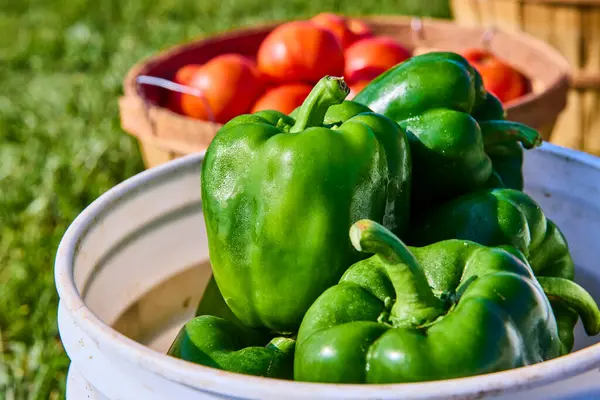 stock image Freshly harvested green bell peppers glistening in daylight inside a white bucket. A wooden basket of ripe tomatoes adds a vibrant contrast. Captured at a Fort Wayne farm in Indiana, showcasing