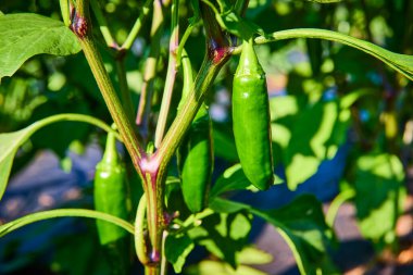 Fort Wayne, Indiana 'daki bir çiftlikte canlı yeşil biberler gelişir. Bu yakın çekim taze, organik ürünleri hasat için hazır hale getiriyor, sürdürülebilir tarım ve sağlıklı yiyecekler sunuyor..