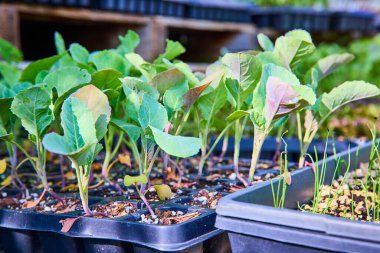 Siyah tepsilerde genç, canlı tohumlar, Fort Wayne serasında gelişiyor. İhale, yerel ve sürdürülebilir tarımı teşvik etmek ve üretmek için mükemmel bir gelecek hasat ipucu bırakıyor..
