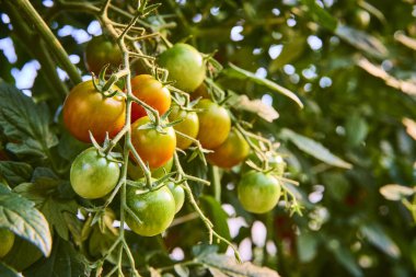 Fort Wayne, Indiana 'da güneşli bir çiftlik bahçesinde asmanın üzerinde olgunlaşmış domates kümesi. Canlı renkler ve doğal dokular organik tarım ve taze yerel üretimi vurguluyor. Temalar için mükemmel