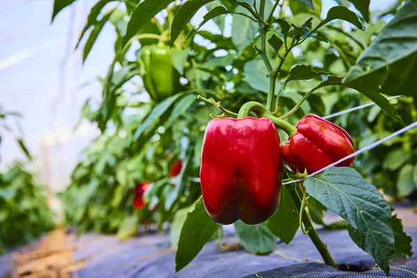 Fort Wayne, Indiana 'da yemyeşil bir serada hayat dolu kırmızı biberler serpiliyor. Bu yerel üretim sürdürülebilir tarım ve taze organik sebzelerin güzelliğini sergiliyor. Terfi için mükemmel.