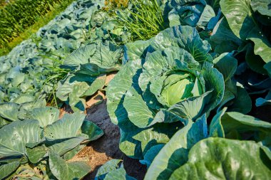 Fort Wayne, Indiana 'da sabah güneşinin altında yemyeşil lahana tarlası. Sağlıklı, canlı lahanalar ufka doğru uzanıyor, sürdürülebilir tarımın güzelliğini ve üretkenliğini gözler önüne seriyor..