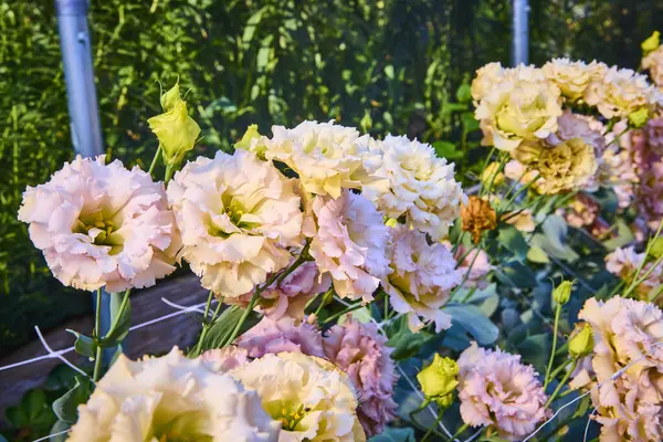 stock image Delicate pastel lisianthus flowers bloom in a serene garden in Fort Wayne, Indiana. Captured during golden hour, this vibrant display symbolizes natural beauty and tranquility, perfect for nature